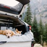 Dog Travel Gear: 4Knines Car Covers