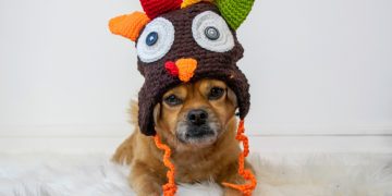 Dog in Turkey Thanksgiving Hat