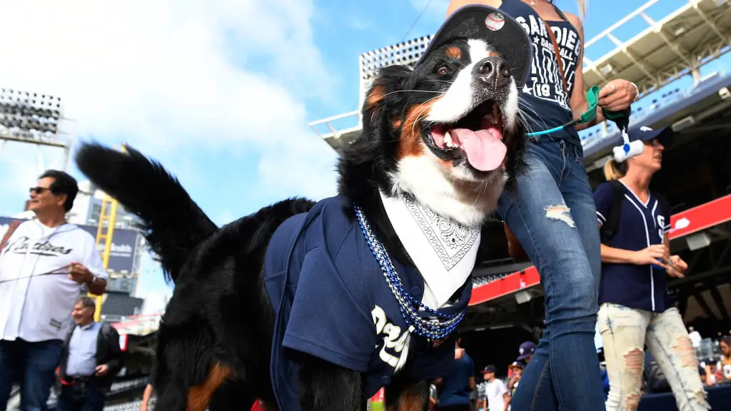 Bark in the Park: Meet 18 dogs with the coolest costumes from the