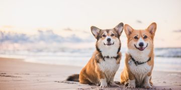 Best Dog-Friendly Beaches