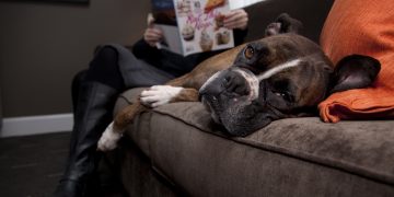 In the Dog House: Pet-friendly Home Furnishings